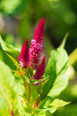 Güneşli yaz gününde bahçede büyüyen güzel bir çiçek. 