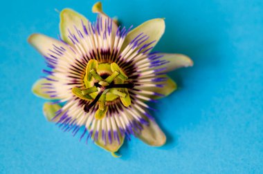 Parlak arka planda güzel bir çiçek, romantik konsept, yakın görüş  