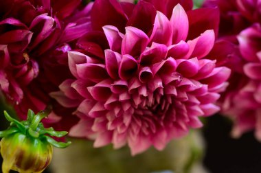 Güneşli yaz gününde bahçede yetişen güzel çiçekler. 