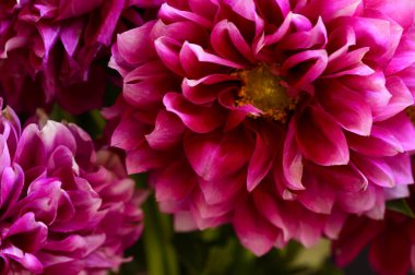 Güneşli yaz gününde bahçede yetişen güzel çiçekler. 