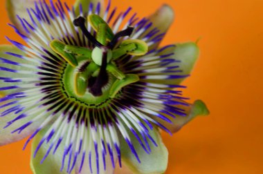 Parlak arka planda güzel bir çiçek, romantik konsept, yakın görüş  