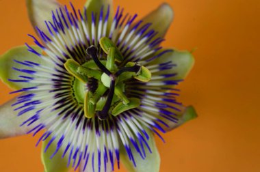 Parlak arka planda güzel bir çiçek, romantik konsept, yakın görüş  