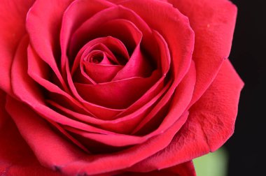 Koyu arkaplanda güzel bir gül, romantik bir konsept, yakın görüş  