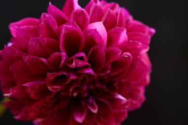 Karanlık arka planda güzel parlak çiçek, romantik konsept, yakın görüş  