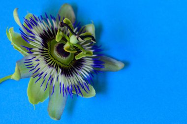 Parlak arka planda güzel bir çiçek, romantik konsept, yakın görüş  