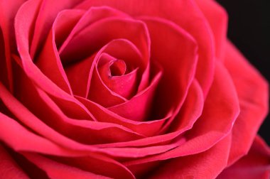 Koyu arkaplanda güzel bir gül, romantik bir konsept, yakın görüş  