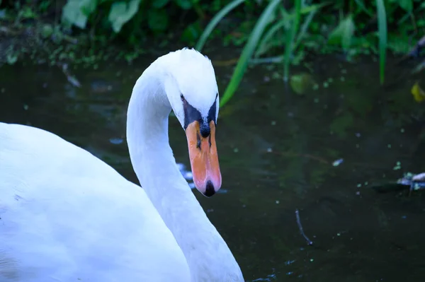 Beautiful White Swan Swimming Lake Water Surface Summer Day — Stock Photo, Image