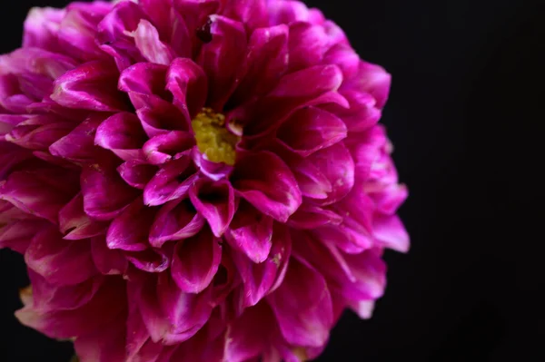 Hermosa Flor Brillante Sobre Fondo Oscuro Concepto Romántico Vista Cercana — Foto de Stock