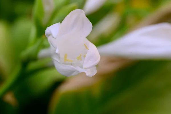 Vakker Blomst Som Vokser Hagen Sommeren Solfylt Dag – stockfoto