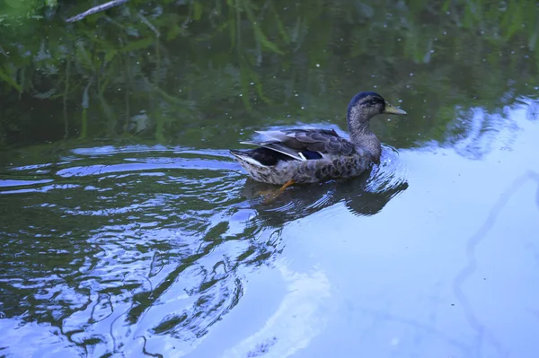 Gyönyörű Kacsa Úszás Vízfelületén Nyáron Nap — Stock Fotó
