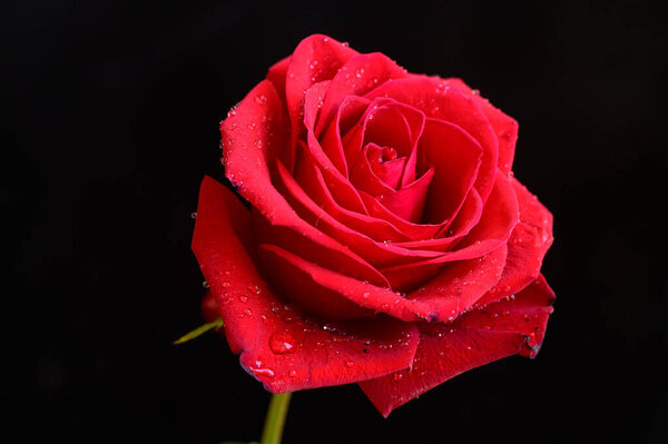 Beautiful rose on dark background, romantic concept, close view