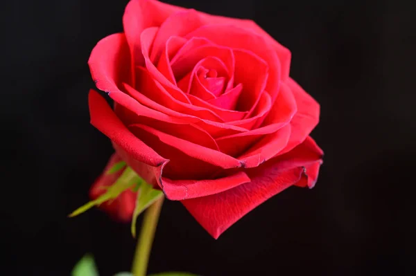 Hermosa Rosa Sobre Fondo Oscuro Concepto Romántico Vista Cercana — Foto de Stock