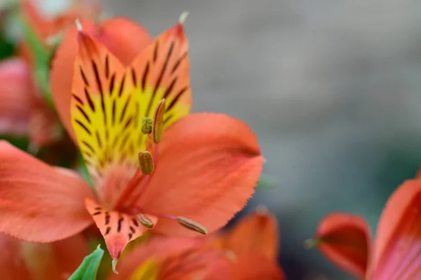 Buquê Flores Bonitas Livre Conceito Verão Vista Perto — Fotografia de Stock