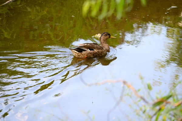 Belo Pato Nadando Superfície Água Lago Dia Verão — Fotografia de Stock