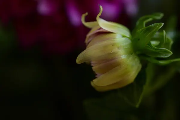 Piękny Jasny Kwiat Ciemnym Tle Romantyczny Pomysł Widok Bliska — Zdjęcie stockowe