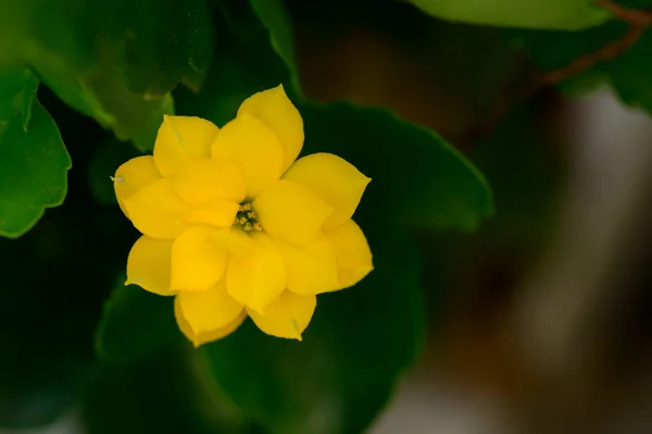 Bellissimo Fiore Che Cresce Giardino Estate Giornata Sole — Foto Stock