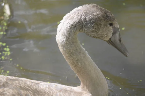 Bellissimo Cigno Bianco Che Nuota Sulla Superficie Dell Acqua Del — Foto Stock