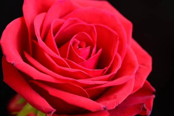 Krásná Růže Tmavém Pozadí Romantický Koncept Zblízka — Stock fotografie