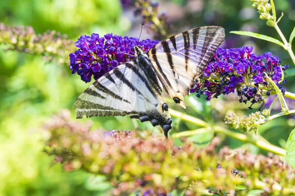 Butterfly Beautiful Flowers Growing Garden Summer Sunny Day — Stock Photo, Image
