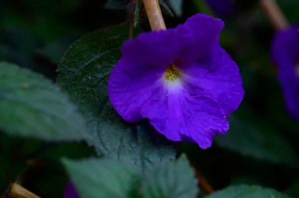 Hermosa Flor Que Crece Jardín Verano Día Soleado — Foto de Stock