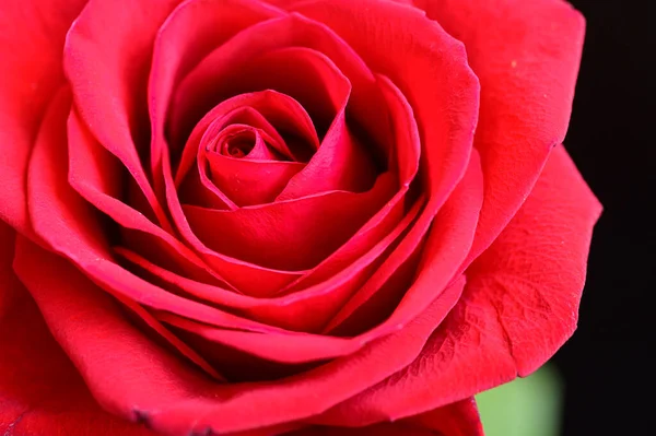 Bella Rosa Sfondo Scuro Concetto Romantico Vista Vicino — Foto Stock