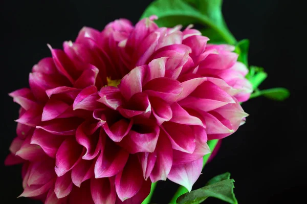 Karanlık Arka Planda Güzel Parlak Çiçek Romantik Konsept Yakın Görüş — Stok fotoğraf