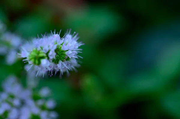 美しい花の花束屋外 夏のコンセプト — ストック写真