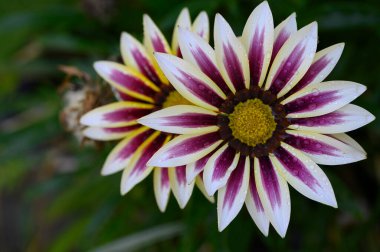 Güneşli yaz gününde bahçede yetişen güzel çiçekler. 