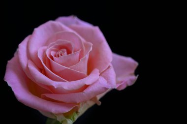 Koyu arkaplanda güzel bir gül, romantik bir konsept, yakın görüş  