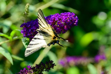 Açık havada yetişen güzel çiçekler, yaz konsepti, yakın manzara.  