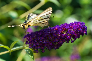 Açık havada yetişen güzel çiçekler, yaz konsepti, yakın manzara.  