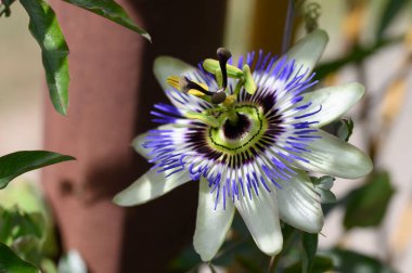 Güneşli yaz gününde bahçede büyüyen güzel bir çiçek. 