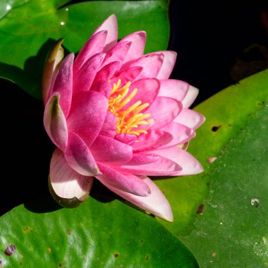 Güzel çiçek açan nilüfer çiçekleri yaz günü gölette büyür. 