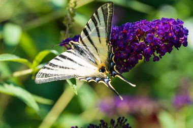 Açık havada yetişen güzel çiçekler, yaz konsepti, yakın manzara.  
