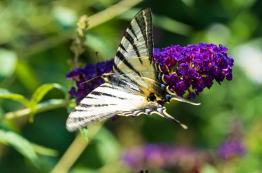 Açık havada yetişen güzel çiçekler, yaz konsepti, yakın manzara.  