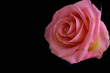 Koyu arkaplanda güzel bir gül, romantik bir konsept, yakın görüş  