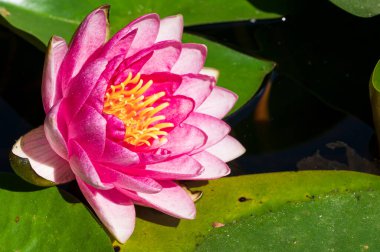 Güzel çiçek açan nilüfer çiçekleri yaz günü gölette büyür. 