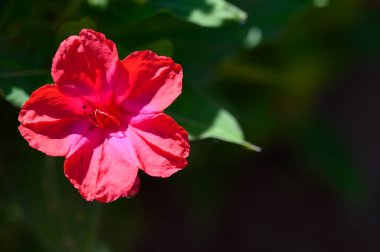 Güneşli yaz gününde bahçede büyüyen güzel bir çiçek. 
