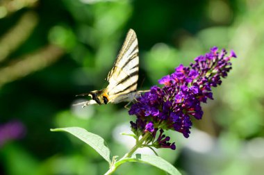 Açık havada yetişen güzel çiçekler, yaz konsepti, yakın manzara.  