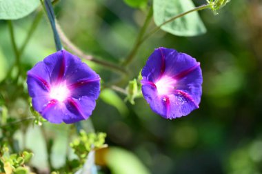 Güneşli yaz gününde bahçede yetişen güzel çiçekler. 