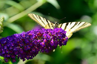 Açık havada yetişen güzel çiçekler, yaz konsepti, yakın manzara.  