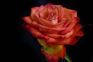 Koyu arkaplanda güzel bir gül, romantik bir konsept, yakın görüş  