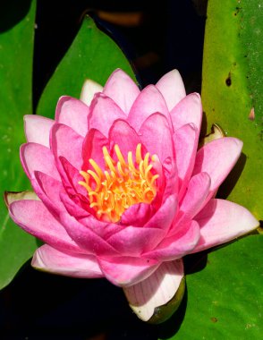 Güzel çiçek açan nilüfer çiçekleri yaz günü gölette büyür. 