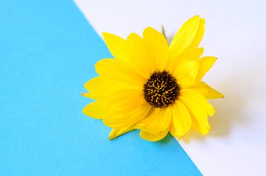 Parlak arka planda güzel bir çiçek, romantik konsept, yakın görüş  