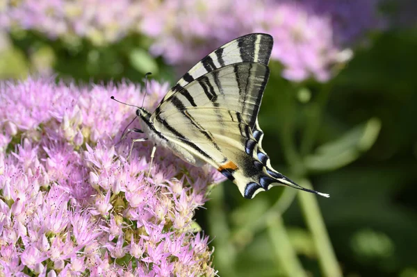 Borboleta Polinizando Belas Flores Crescendo Livre Conceito Verão Vista Perto — Fotografia de Stock