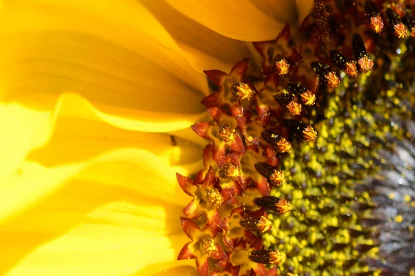 Floarea Soarelui Frumoasă Creștere Pajiște Ziua Însorită Vară — Fotografie, imagine de stoc