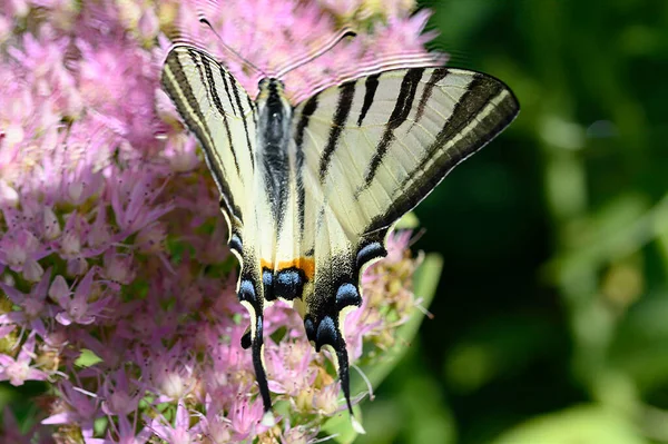 Borboleta Polinizando Belas Flores Crescendo Livre Conceito Verão Vista Perto — Fotografia de Stock