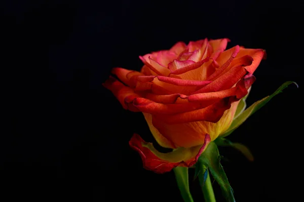 Schöne Rose Auf Dunklem Hintergrund Romantisches Konzept Nahsicht — Stockfoto
