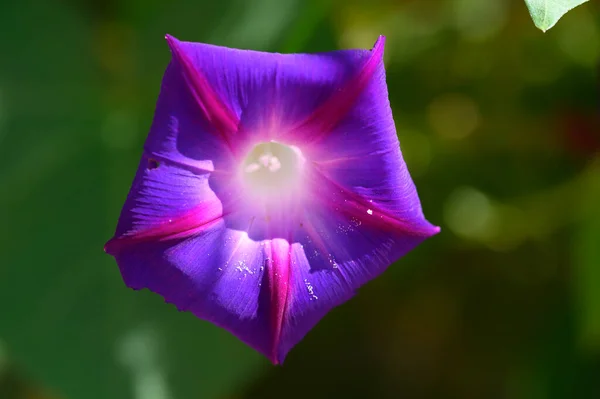 Hermosa Flor Que Crece Jardín Verano Día Soleado — Foto de Stock