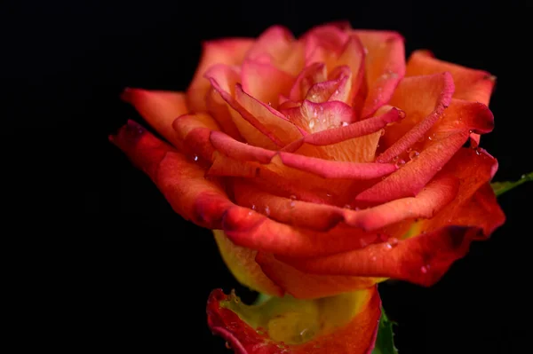 Hermosa Rosa Sobre Fondo Oscuro Concepto Romántico Vista Cercana — Foto de Stock